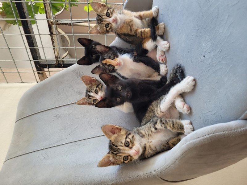 Tekir Kedi, Kedi  Sheila fotoğrafı