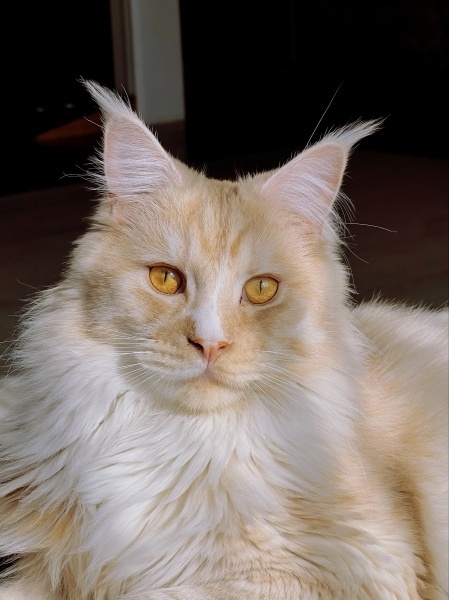 Maine Coon, Kedi  Kuçuk (Ares) fotoğrafı