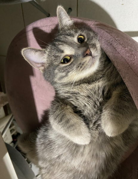 British Shorthair, Kedi  Ares fotoğrafı
