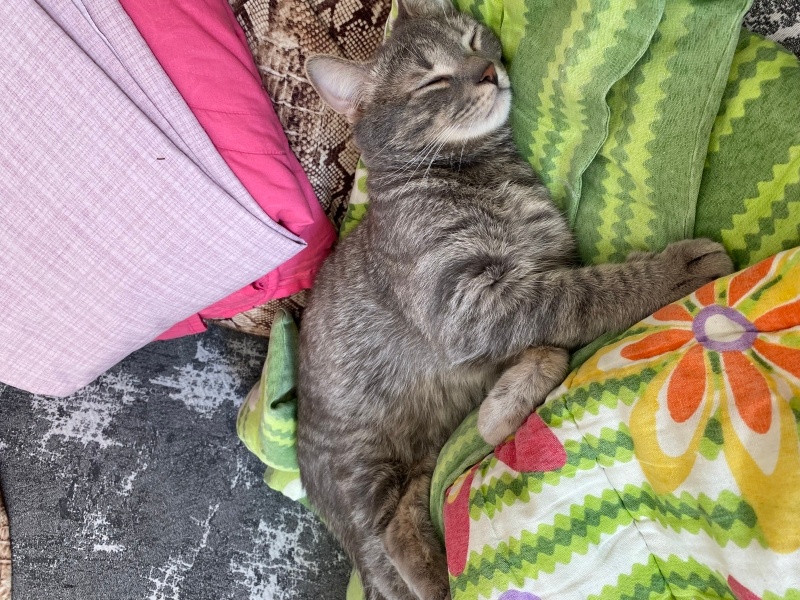 British Shorthair, Kedi  Ares fotoğrafı