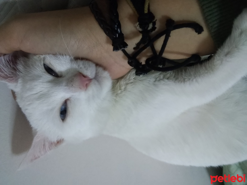 Ankara Kedisi, Kedi  Beyaz fotoğrafı