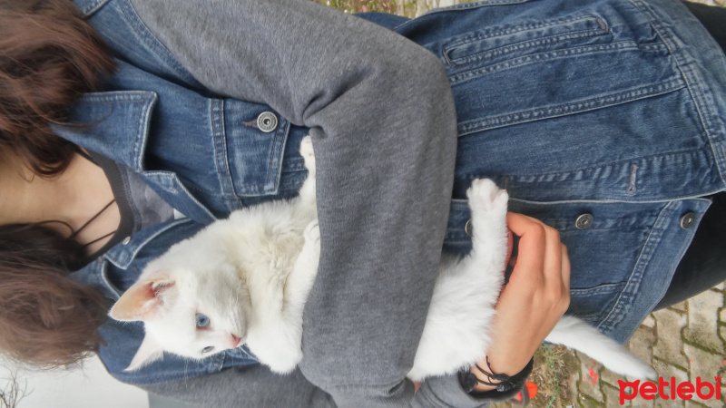 Ankara Kedisi, Kedi  Beyaz fotoğrafı