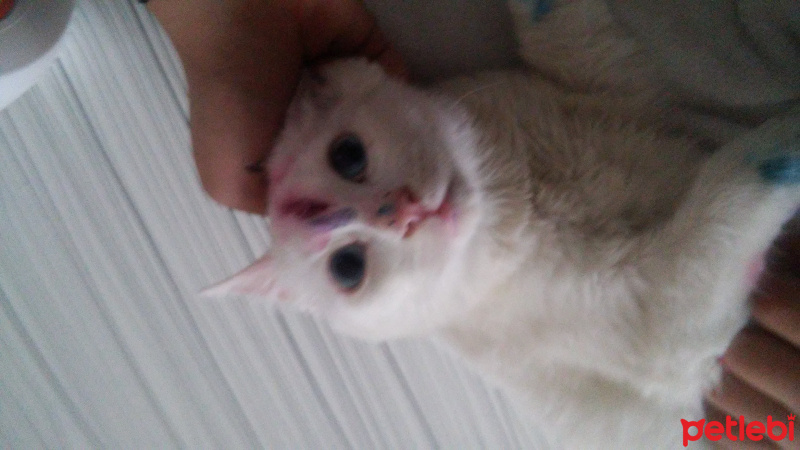 Ankara Kedisi, Kedi  Beyaz fotoğrafı