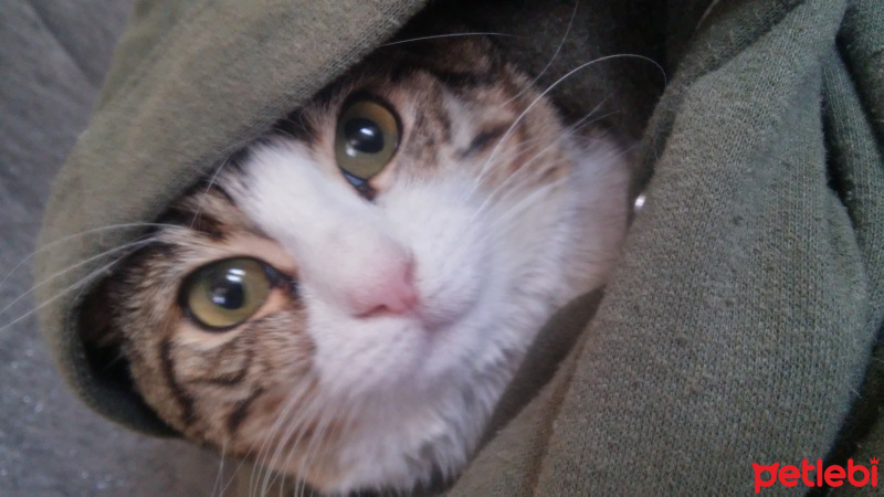 Ankara Kedisi, Kedi  Beyaz fotoğrafı