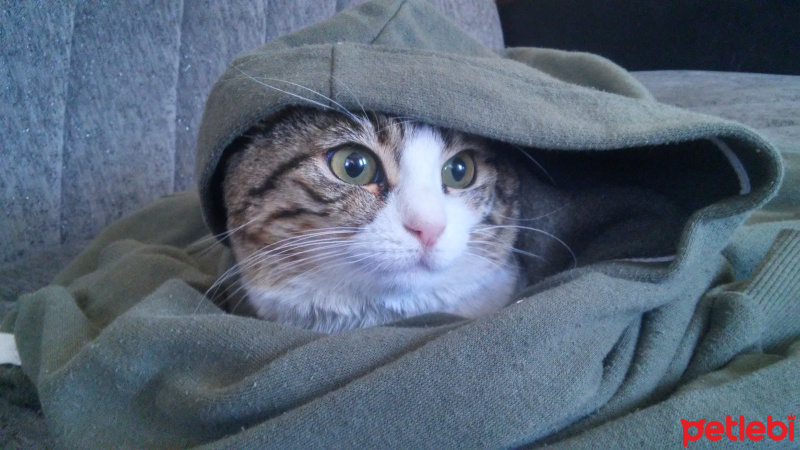 Ankara Kedisi, Kedi  Beyaz fotoğrafı