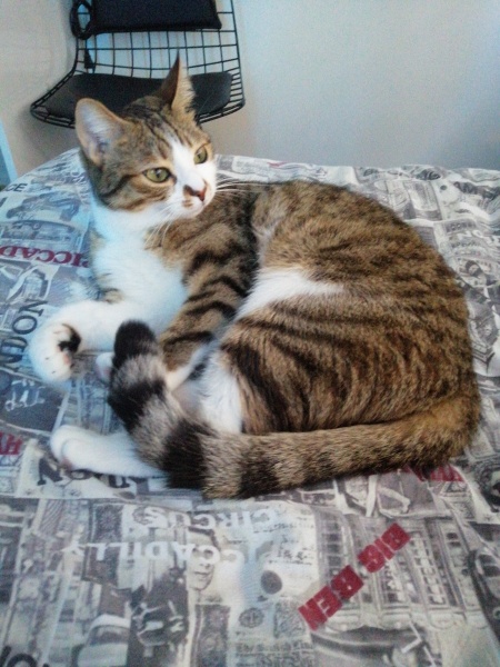 Tekir Kedi, Kedi  Asuman fotoğrafı
