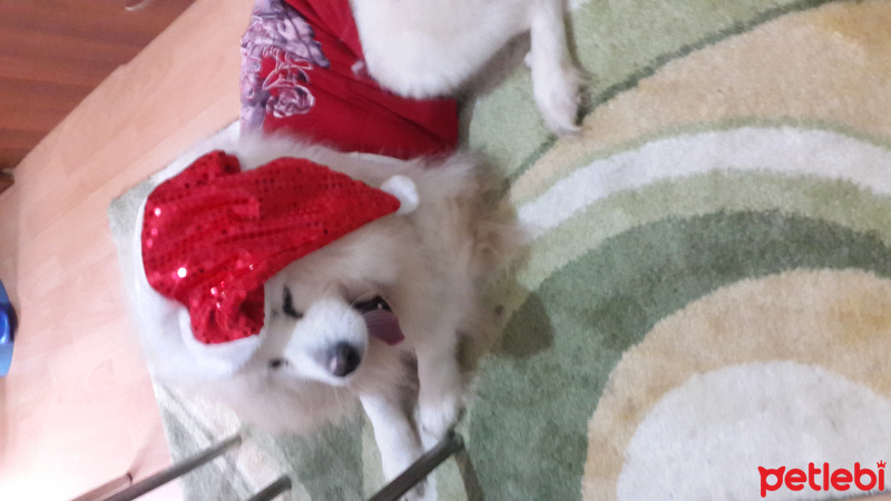 Samoyed, Köpek  Paşam. fotoğrafı
