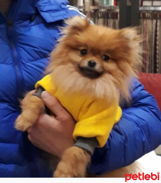 Pomeranyalı, Köpek  Latte fotoğrafı