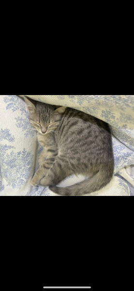 Tekir Kedi, Kedi  Tekila fotoğrafı