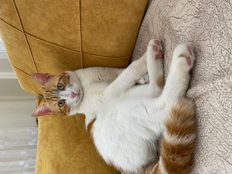 Sarman, Kedi  Tarçın fotoğrafı
