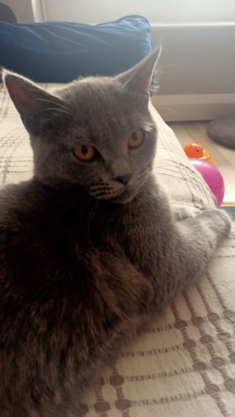 British Shorthair, Kedi  Tom fotoğrafı