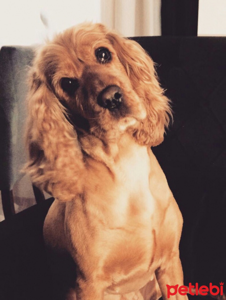 İngiliz Cocker Spaniel, Köpek  KARAMEL fotoğrafı