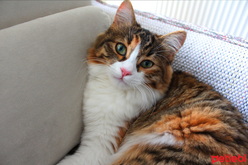 Maine Coon, Kedi  Çakıl fotoğrafı