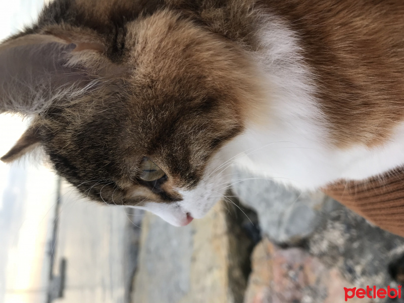 Maine Coon, Kedi  Çakıl fotoğrafı