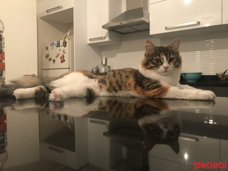 Maine Coon, Kedi  Çakıl fotoğrafı