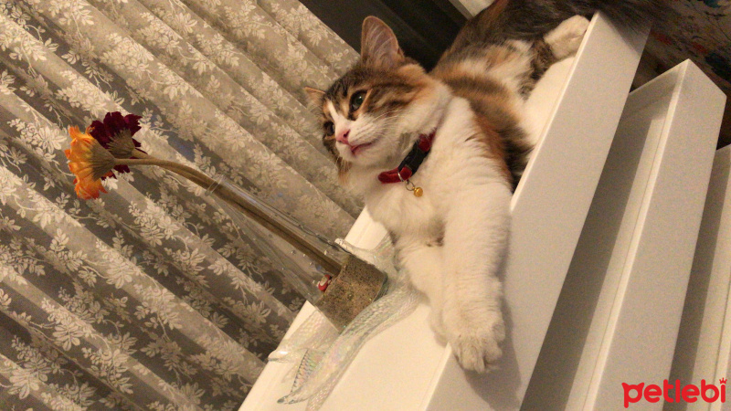 Maine Coon, Kedi  Çakıl fotoğrafı
