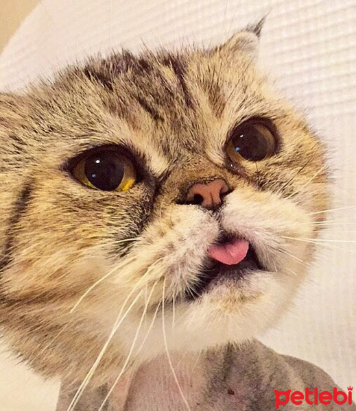 Exotic Shorthair, Kedi  Bihter fotoğrafı