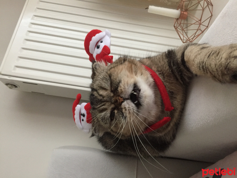 Exotic Shorthair, Kedi  Bihter fotoğrafı