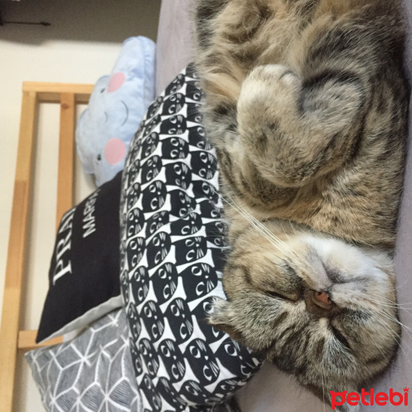 Exotic Shorthair, Kedi  Bihter fotoğrafı