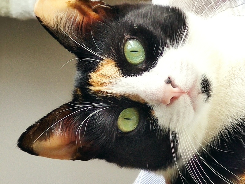 Tekir Kedi, Kedi  Momo fotoğrafı