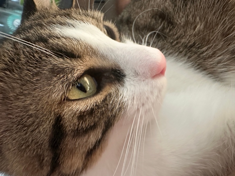 Tekir Kedi, Kedi  Poki fotoğrafı