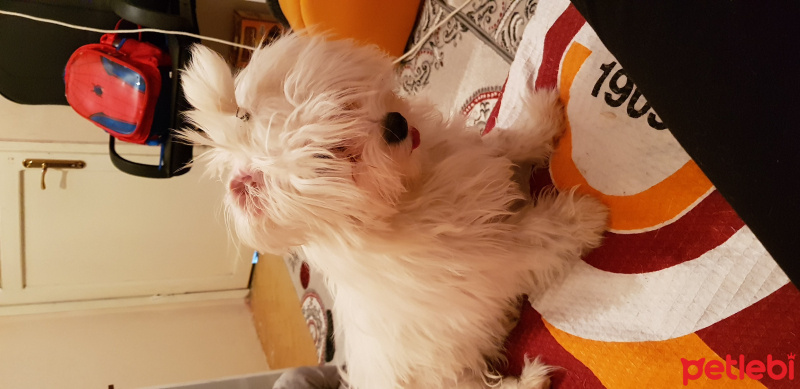 Skye Terrier, Köpek  Poncik fotoğrafı