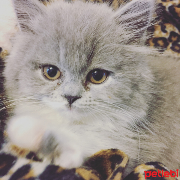 British Shorthair, Kedi  Fındık fotoğrafı
