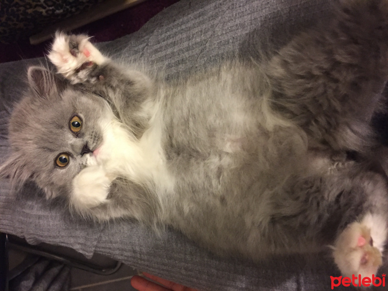 British Shorthair, Kedi  Fındık fotoğrafı