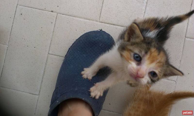 Abyssinian, Kedi  Kedi fotoğrafı