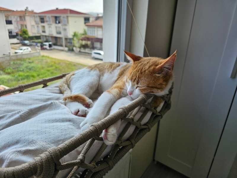 Tekir Kedi, Kedi  Güneş fotoğrafı