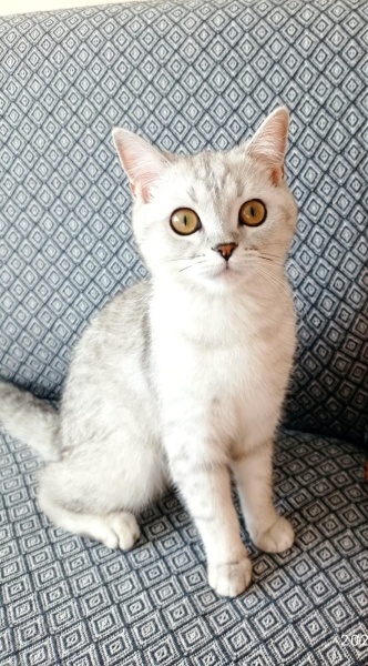 British Shorthair, Kedi  Mia fotoğrafı