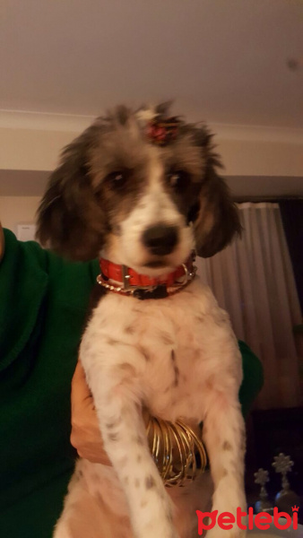 Tibet Terrieri, Köpek  didi fotoğrafı