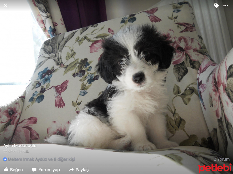 Tibet Terrieri, Köpek  didi fotoğrafı