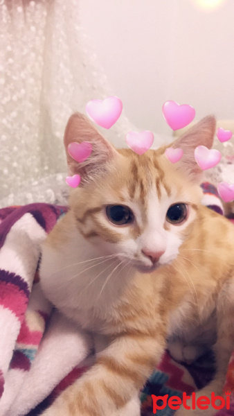 Tekir Kedi, Kedi  Müzeyyen fotoğrafı