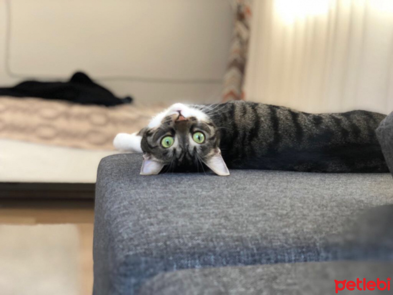 Tekir Kedi, Kedi  Turta Tuncalı fotoğrafı
