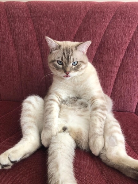 British Shorthair, Kedi  Aslan fotoğrafı