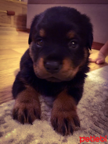 Rottweiler, Köpek  Zeyna fotoğrafı