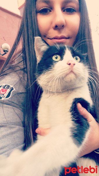 Tekir Kedi, Kedi  Beşiktaş fotoğrafı