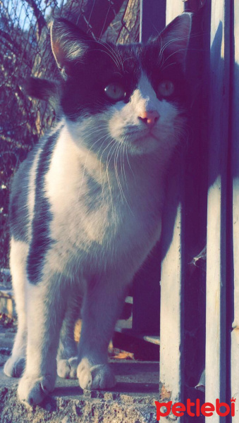 Tekir Kedi, Kedi  Beşiktaş fotoğrafı