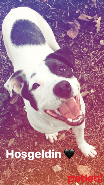 Amerikan Pitbull Terrier, Köpek  Korsan fotoğrafı