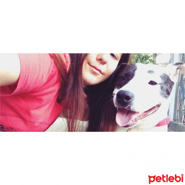 Amerikan Pitbull Terrier, Köpek  Korsan fotoğrafı