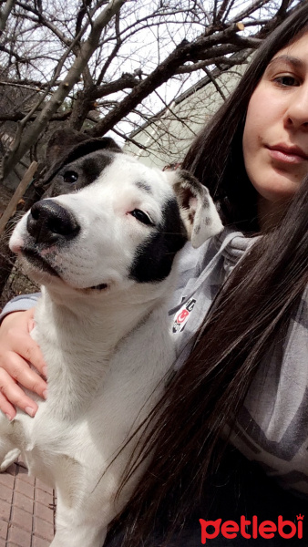 Amerikan Pitbull Terrier, Köpek  Korsan fotoğrafı