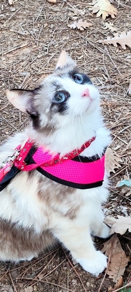 Siyam Kedisi, Kedi  ROMA fotoğrafı