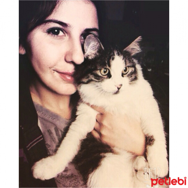 Chinchilla, Kedi  Minik fotoğrafı