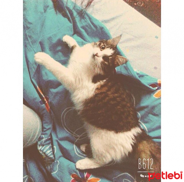 Chinchilla, Kedi  Minik fotoğrafı