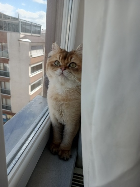 British Longhair, Kedi  Leo fotoğrafı