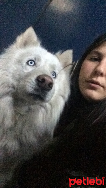 Sibirya Kurdu (Husky), Köpek  Bulut fotoğrafı