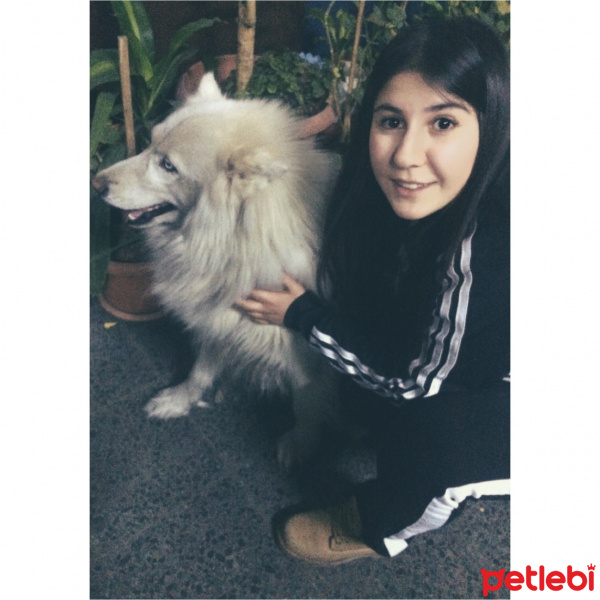 Sibirya Kurdu (Husky), Köpek  Bulut fotoğrafı