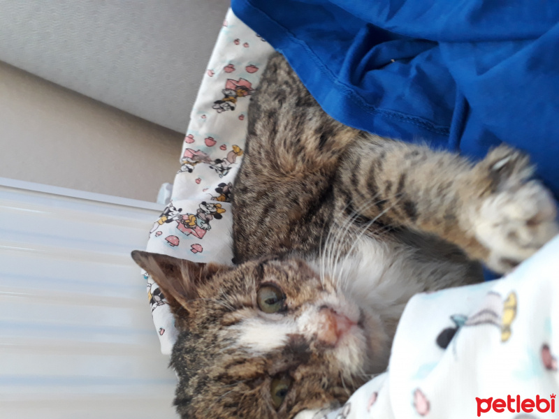Ankara Kedisi, Kedi  Gofret fotoğrafı