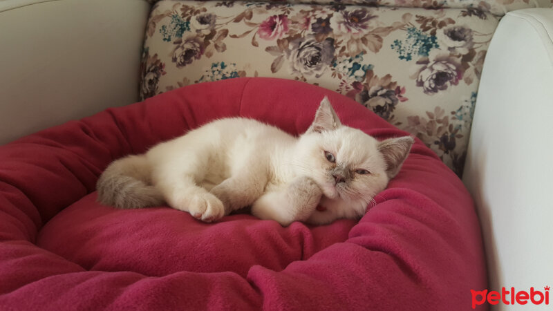 British Shorthair, Kedi  Nazar fotoğrafı